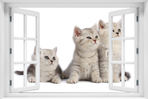 Fototapeta Naklejka Na Ścianę Okno 3D - Kittens family