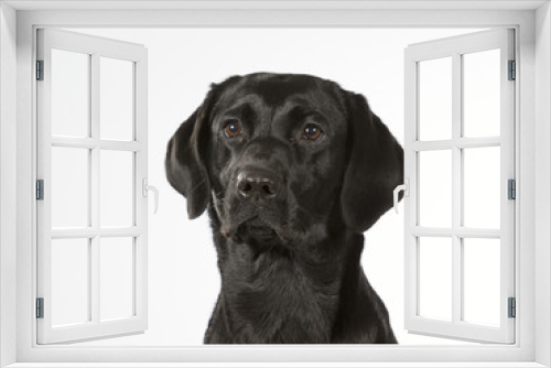 Fototapeta Naklejka Na Ścianę Okno 3D - Black labrador dog portrait. Image taken in a studio with white background. The dog isolated on white.