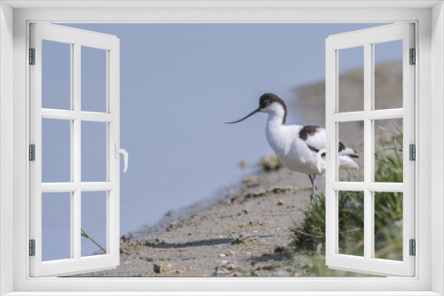 Fototapeta Naklejka Na Ścianę Okno 3D - Avocette élégante - Recurvirostra avosetta - Pied Avocet