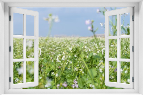 Fototapeta Naklejka Na Ścianę Okno 3D - Blühende wilde Senf Pflanzen auf einem Ackerfeld