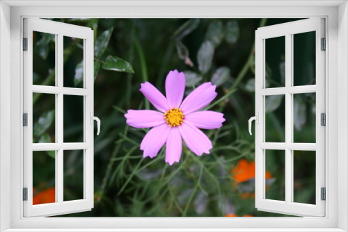Fototapeta Naklejka Na Ścianę Okno 3D - violet flower
