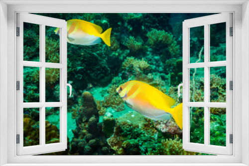 Fototapeta Naklejka Na Ścianę Okno 3D - Fish on a reef