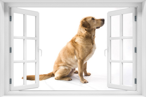 Fototapeta Naklejka Na Ścianę Okno 3D - Sitting Dog