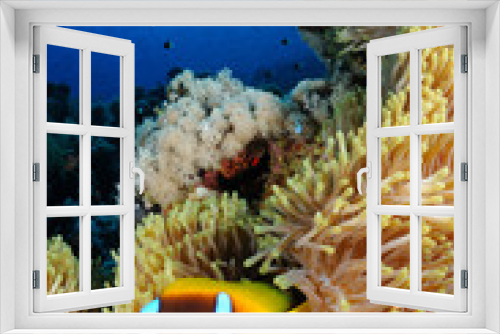 Fototapeta Naklejka Na Ścianę Okno 3D - Amphiprion bicinctus (Twoband anemonefish) in Red Sea