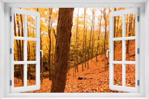 Fototapeta Naklejka Na Ścianę Okno 3D - Sleep slanted hill in Autumn New England yellow and orange leaf litter