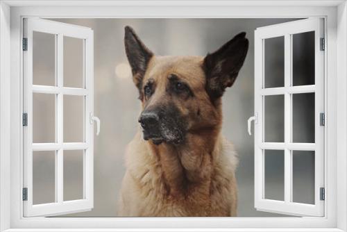 Fototapeta Naklejka Na Ścianę Okno 3D -  Ein Deutscher Schäferhund in Venedig