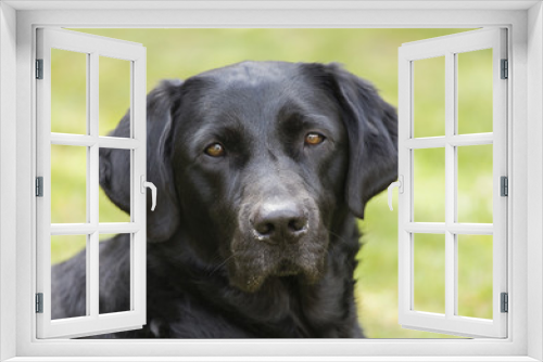 Fototapeta Naklejka Na Ścianę Okno 3D - Pet Portrait