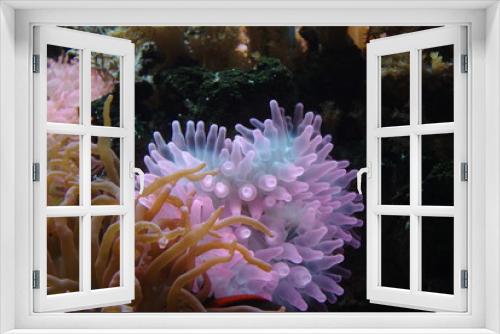 Fototapeta Naklejka Na Ścianę Okno 3D - Leuchtende Korallen und Algen unter dem Meer im Wasser