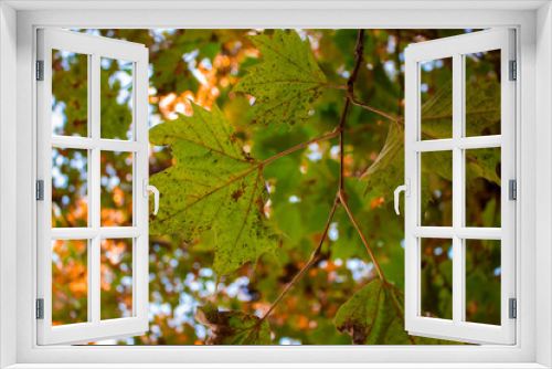 Fototapeta Naklejka Na Ścianę Okno 3D - Maple leaf. Warm autumn with yellowed leaves in Spain.