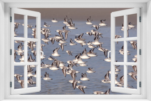Fototapeta Naklejka Na Ścianę Okno 3D - oiseaux de mer