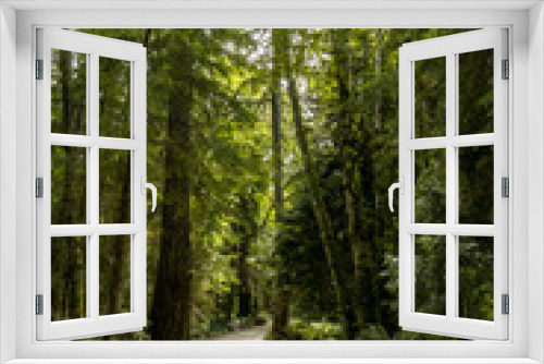 Fototapeta Naklejka Na Ścianę Okno 3D - path inside tall cedar trees forest