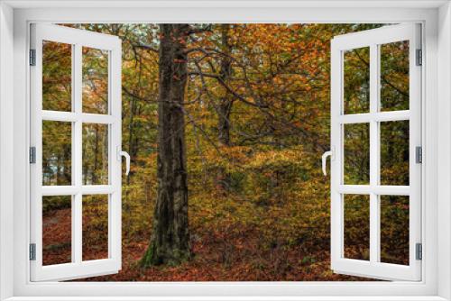 Fototapeta Naklejka Na Ścianę Okno 3D - Autumn color leaves