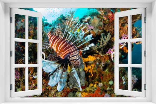 Fototapeta Naklejka Na Ścianę Okno 3D - Lionfish in Raja Ampat