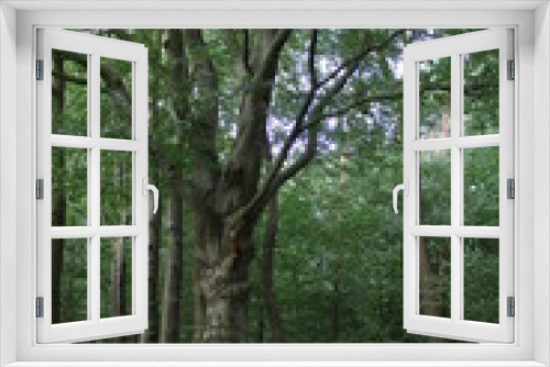 Fototapeta Naklejka Na Ścianę Okno 3D - knorriger Baum