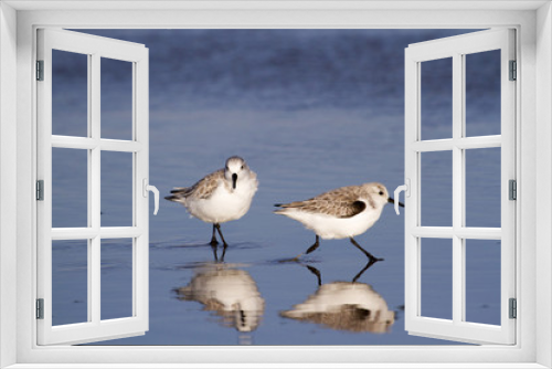 Fototapeta Naklejka Na Ścianę Okno 3D - Two Sanderlings With Reflection In Water