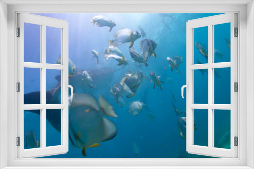 Fototapeta Naklejka Na Ścianę Okno 3D - Whale shark oslob, cebu, philippines. 