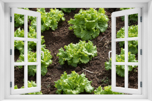 Fototapeta Naklejka Na Ścianę Okno 3D - Perfektes Salatfeld