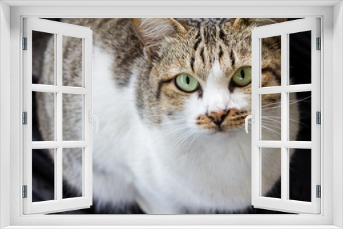 Fototapeta Naklejka Na Ścianę Okno 3D - Cat