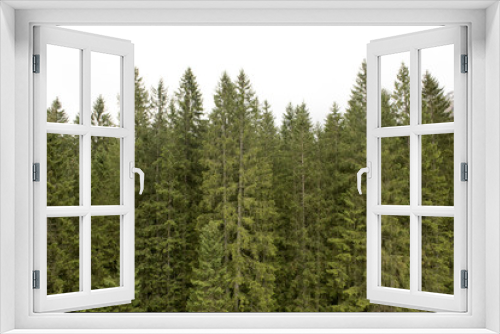 Fototapeta Naklejka Na Ścianę Okno 3D - Beautiful pine forest in Switzerland