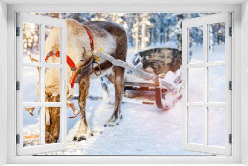 Fototapeta Naklejka Na Ścianę Okno 3D - Reindeer safari
