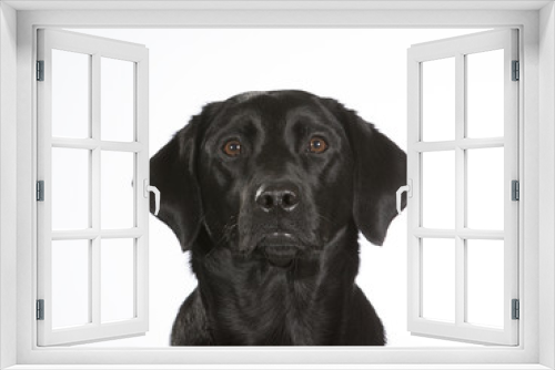 Fototapeta Naklejka Na Ścianę Okno 3D - Black labrador dog portrait. Image taken in a studio with white background.