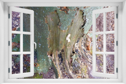 Fototapeta Naklejka Na Ścianę Okno 3D - Tree Trunk