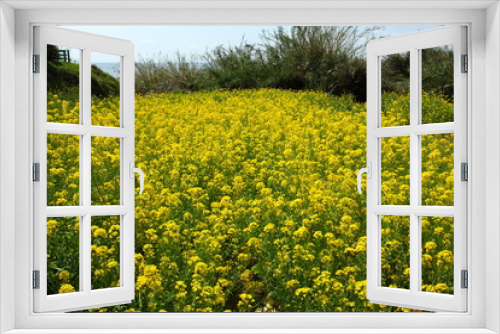 Fototapeta Naklejka Na Ścianę Okno 3D - Spring in Boso Peninsula, Japan 