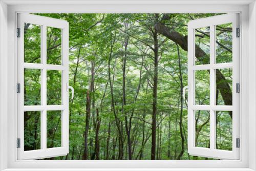 Fototapeta Naklejka Na Ścianę Okno 3D - 西沢渓谷の森