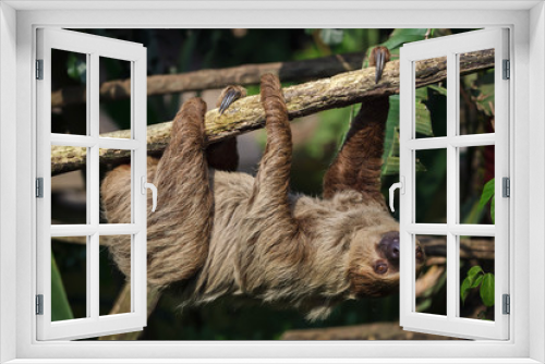 Fototapeta Naklejka Na Ścianę Okno 3D - Linnaeus's two-toed sloth (Choloepus didactylus)