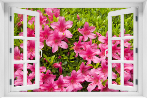 Fototapeta Naklejka Na Ścianę Okno 3D - pink flower in graden.