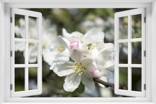 Fototapeta Naklejka Na Ścianę Okno 3D - Apfelbaumblüten im Frühling.