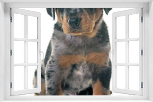 Fototapeta Naklejka Na Ścianę Okno 3D - puppy beauceron in studio