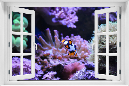Fototapeta Naklejka Na Ścianę Okno 3D - Reef tank, marine aquarium. Blue aquarium full of plants. Tank filled with water for keeping live underwater animals. Gorgonaria, Sea Fan. Zebrasoma. Hawkfish, Clownfish, Nemateleotris decora.