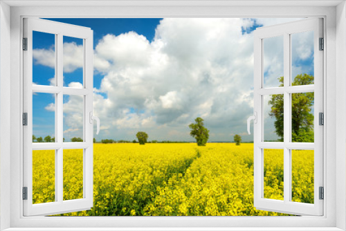 Fototapeta Naklejka Na Ścianę Okno 3D - Field of Rapeseed blossoming, solitary Linden  Trees under Blue Sky with Clouds