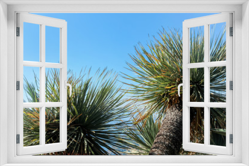 Fototapeta Naklejka Na Ścianę Okno 3D - green palm trees in blue sky