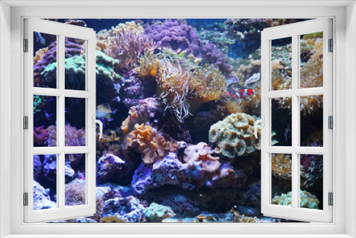 Fototapeta Naklejka Na Ścianę Okno 3D - Colorful coral reef and tropical fish