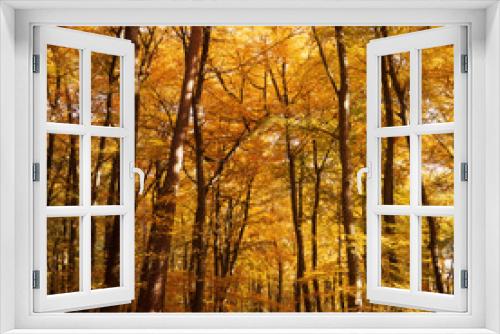 Fototapeta Naklejka Na Ścianę Okno 3D - Forest in autumn