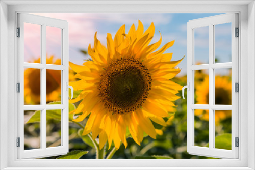 Fototapeta Naklejka Na Ścianę Okno 3D - Beautiful sunflowers in the field natural background, Sunflower blooming
