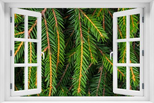 Fototapeta Naklejka Na Ścianę Okno 3D - Fresh green fir branches