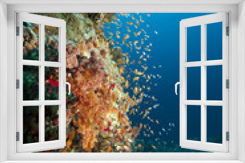Fototapeta Naklejka Na Ścianę Okno 3D - ocean and coral