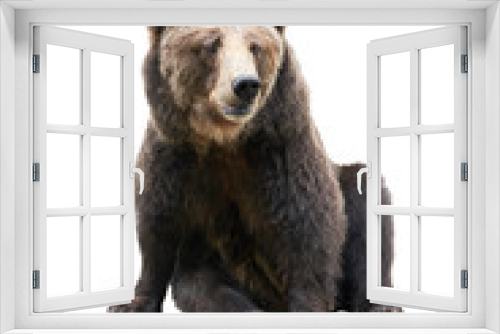 Fototapeta Naklejka Na Ścianę Okno 3D - Big brown bear isolated on white background