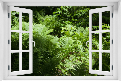 Fototapeta Naklejka Na Ścianę Okno 3D - Green fern for a natural background or texture