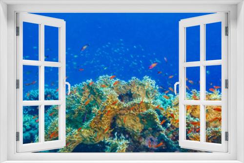 Fototapeta Naklejka Na Ścianę Okno 3D - Colorful coral reef with blue aquatic copyspace.