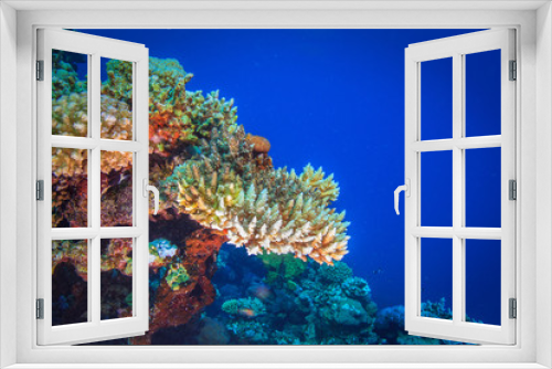 Fototapeta Naklejka Na Ścianę Okno 3D - Colorful coral in blue water of Red sea