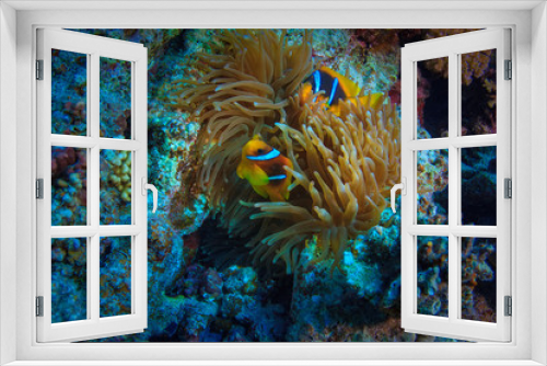 Fototapeta Naklejka Na Ścianę Okno 3D - Red sea underwater corals and aquatic life, anemone with yellow fish