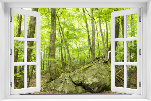 Fototapeta Naklejka Na Ścianę Okno 3D - 新緑の大船黒岳風景林と岩