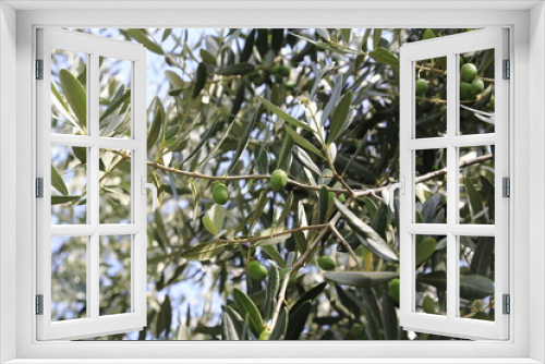 Fototapeta Naklejka Na Ścianę Okno 3D - Grüne Olivenam Baum