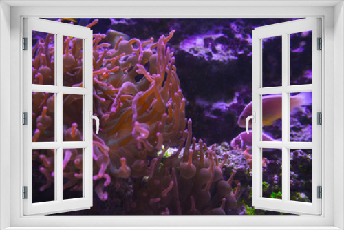 Fototapeta Naklejka Na Ścianę Okno 3D - Lively colorful fish from the aquarium in a dark display tank