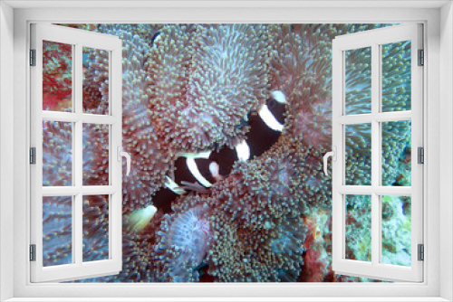 Fototapeta Naklejka Na Ścianę Okno 3D - Weissband-Anemonenfisch (Amphiprion latezonatus)