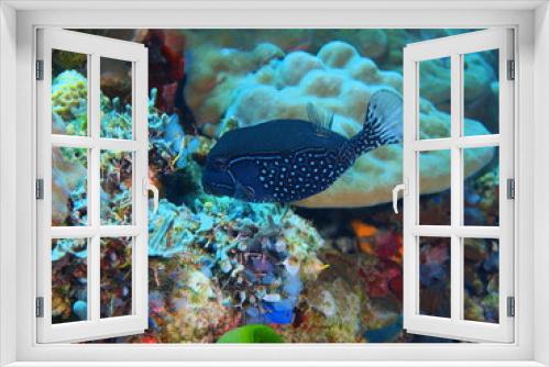 Fototapeta Naklejka Na Ścianę Okno 3D - Boxfish